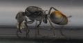 Polyrhachis vermiculosa queen with brood