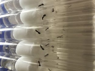 10 single queen and double queen pheidole colonies available
