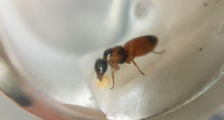 Selling strobe ant queens