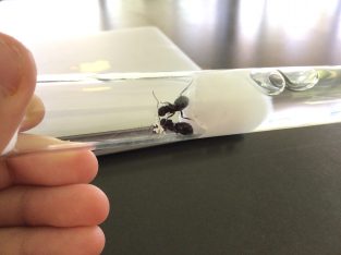 *SOLD* two camponotus aeneopilosus queens with eggs