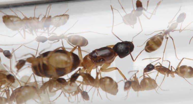 Camponotus humilior colonies
