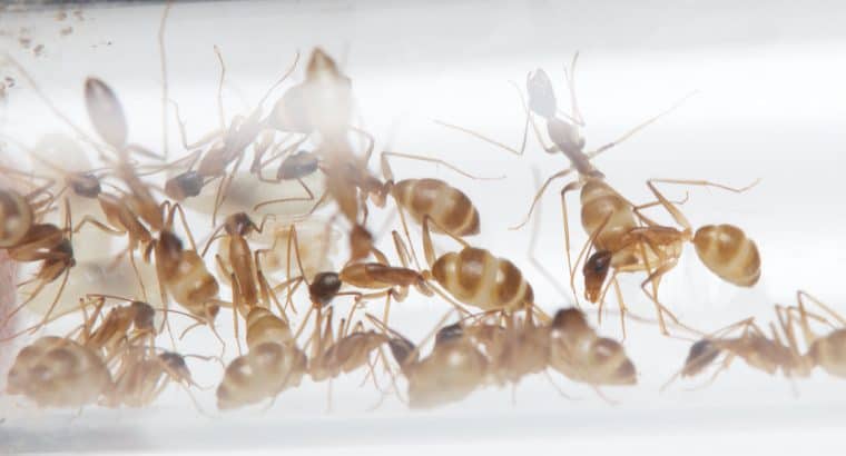 Camponotus humilior colonies