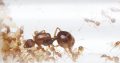 Aphaenogaster colony