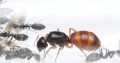 Camponotus colony