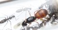 Camponotus colony