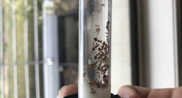 18 queen Crematogaster colony with 30 workers and heaps of brood