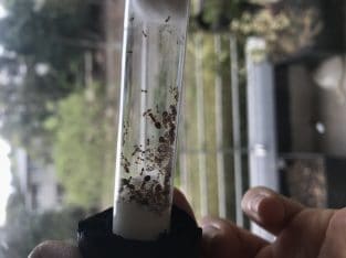 18 queen Crematogaster colony with 30 workers and heaps of brood