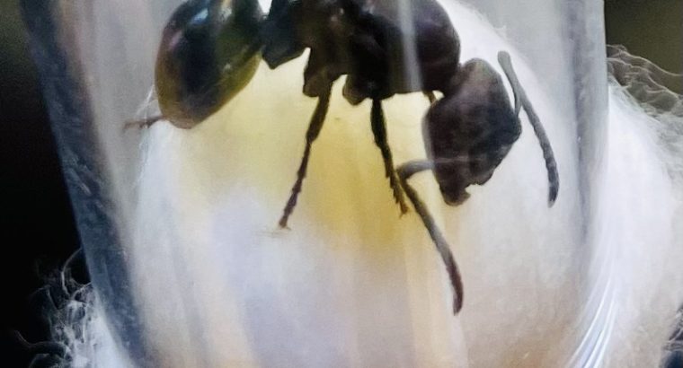 GIANT Polyrhachis hexacantha Single Queen FOR SALE!!!