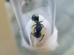 GIANT Polyrhachis hexacantha Single Queen FOR SALE!!!