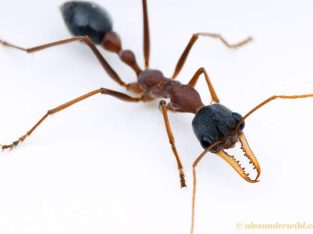 Myrmecia Nigriceps Queen