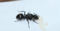 *SOLD* Polyrhachis Phryne Queen Ants With Eggs And Larvae For Sale