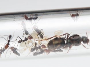 Meat ant colony (Iridomyrmex purpureus) with 10 workes.