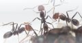 Meat ant colony (Iridomyrmex purpureus) with 10 workes.
