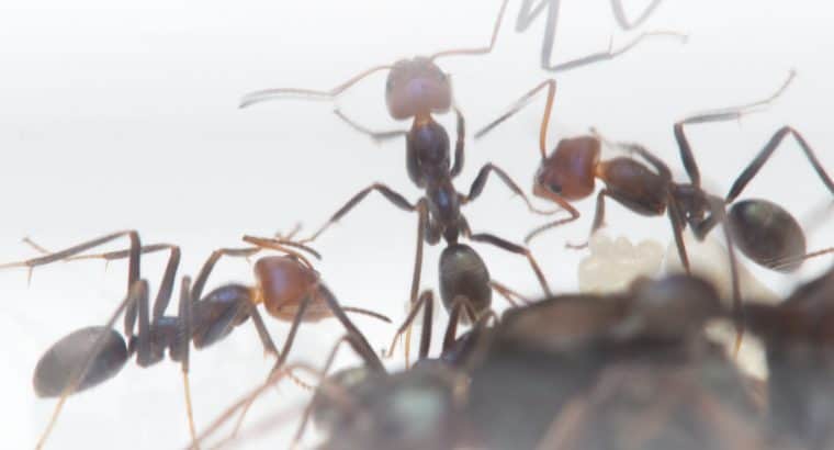 Meat ant colony (Iridomyrmex purpureus) with 10 workes.