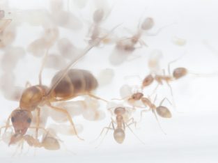 Iridomyrmex pallidus colony