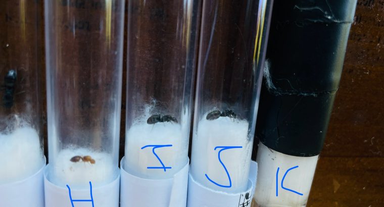 8 Single Queens & 1 bicknelli founding colony with 7+ workers & 1 Crematogaster Colonies with 45+ workers and tons of brood FOR SALE!!! MORE INFO IN DESCRIPTION (PRICE NEGOTIABLE)