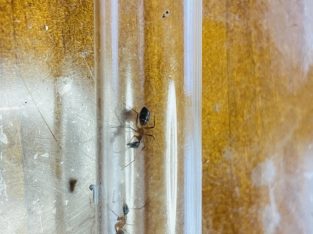 Healthy Camponotus nigriceps founding colony with 3 workers, bicknelli & polyhachis cf. phryne single queens FOR SALE!!!