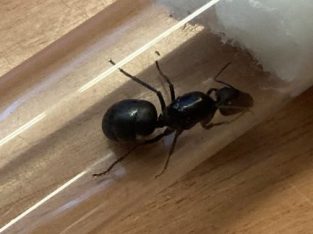 Camponotus Intrepidus Queen