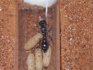 Cheap Myrmecia and more!