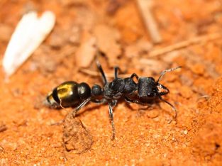 WANTED!! Myrmecia Piliventris