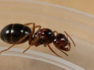 Melophorus sp. queen with brood