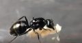 Camponotus aeneopilosus queens