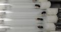 Camponotus aeneopilosus queens