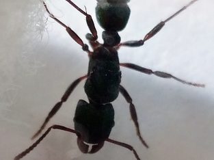 Rhytidoponera metallica queens with brood and cocoons (cheep)