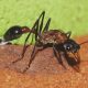 Camponotus humilior colony