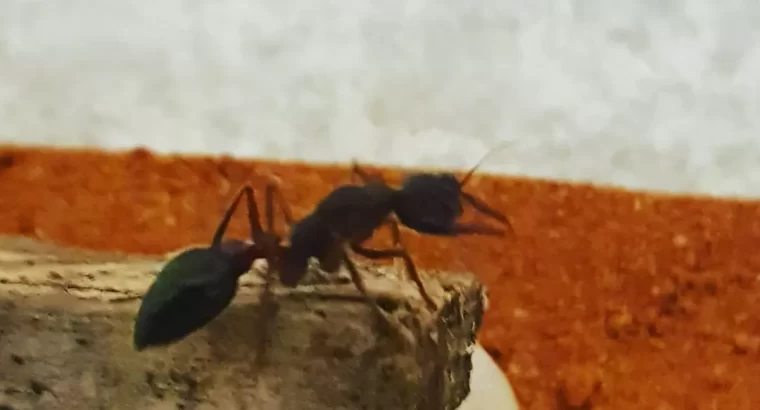 Large myrmecia forficata queen for sale