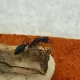 Large myrmecia forficata queen for sale