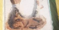 Mymercia pyriformis colony