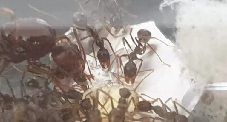 Aphaenogaster with workers!