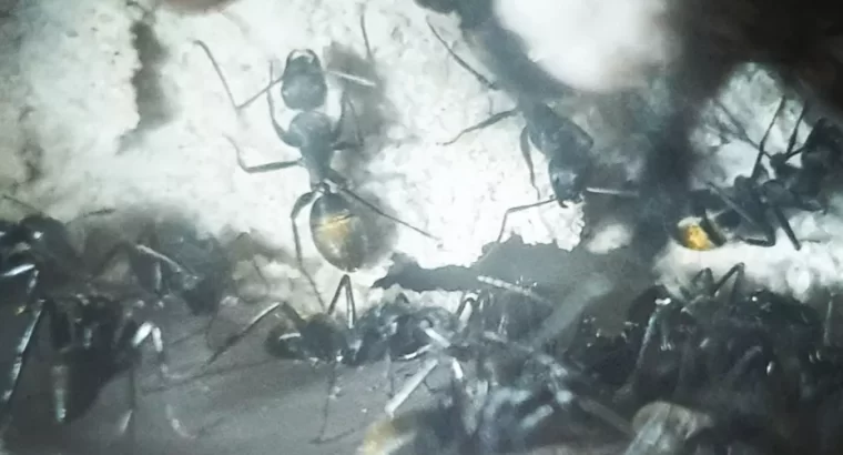 Camponotus aeneopilosus (TarHeel nest)