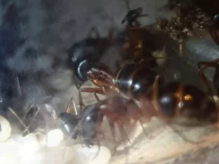 Camponotus Sp. Colony with Majors (Tar Heel nest)