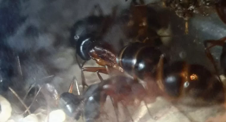 Camponotus Sp. Colony with Majors (Tar Heel nest)