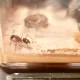 Camponotus Sp. Colony with Majors (Tar Heel nest)