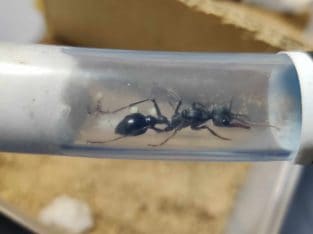 HEALTHY BULL ANT QUEENS WITH SEVERAL EGGS