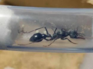 BULL ANT QUEENS WITH LOTS OF BROOD