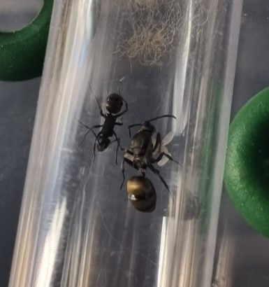 Queen ants for sale! (Cheap!)