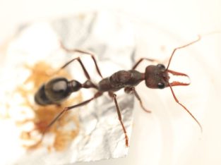 Myrmecia pyriformis