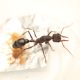 Looking to swap myrmecia pyriformis for any other species of myrmecia