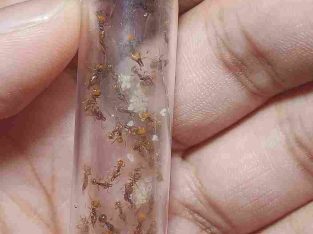 Various Goblin Ant Colonies (Orectognathus species) Versicolor and Mjobergi