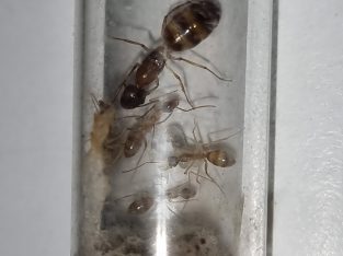 CHEAP!!! Ant Colonies for Sale – Camponotus, and Pheidole!