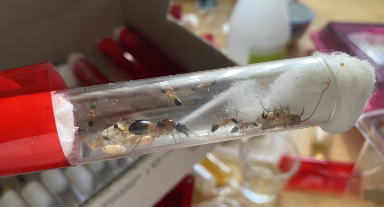 C. Consobrinus Queen + 10 workers and brood