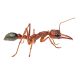Odontomachus/Trapjaw ant s.p. colony Wanted
