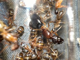 Camponotus Sp. (unidentified, NT) Large Colony