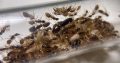 Unidentified Sugar Ant Colony