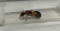 Camponotus consobrinus $20