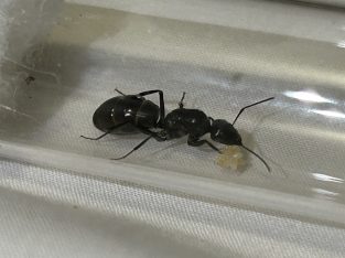 Camponotus aneopilosus queens $15